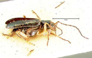 Media type: image; Entomology 18306   Aspect: habitus lateral view